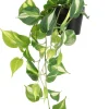 Gullranke, hengende kunstig plante