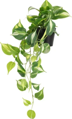 Gullranke, hengende kunstig plante