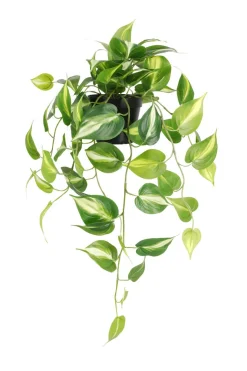 Gullranke, hengende kunstig plante