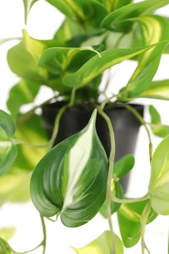 Gullranke, hengende kunstig plante