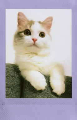 Instax Mini fotopapir 10-pakning, Fujifilm