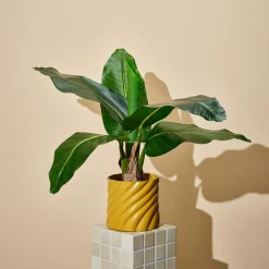 Kunstig bananplante, 60 cm