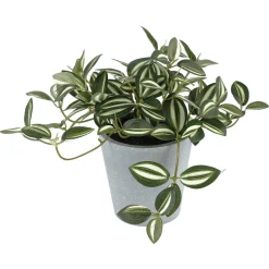 Kunstig plante Tradescantia Zebrina grønn hvit, 19 cm