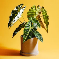 Kunstig plante i potte elefantøre 44 cm