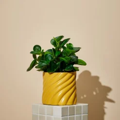 Kunstig plante i potte, peperomia, 35 cm