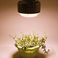 LED-lyspære E27 til plantelys, fullspektrum, innendørs, 60 W