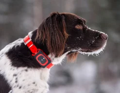MiniFinder Rex hundepeilesender GPS tracker jakt, GSEMFR