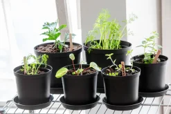 Orthex Botanica potte utendørs, plast, svart
