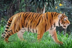 Schleich Wild Life tiger, fra 3 år